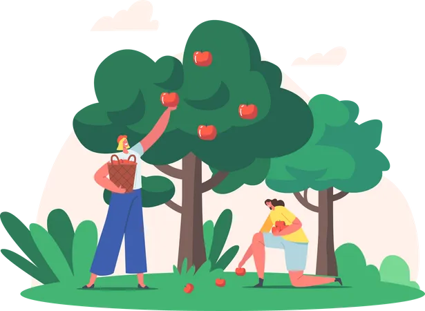 Woman collecting apples  Illustration