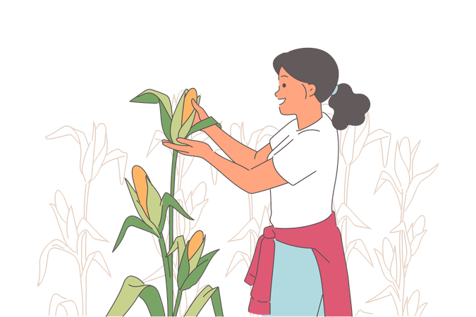 Woman collects corn while enjoying farming and visiting farmers plantations during harvest season  Illustration