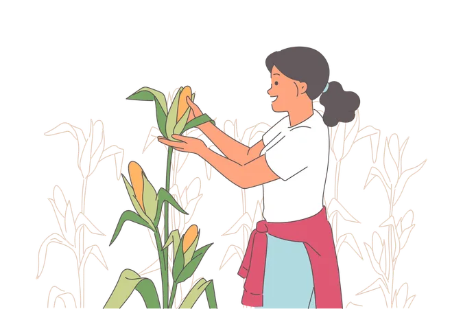 Woman collects corn while enjoying farming and visiting farmers plantations during harvest season  Illustration