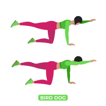 Woman Doing Bird Dog  Illustration