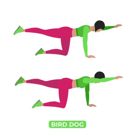 Woman Doing Bird Dog  Illustration