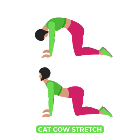 Woman Doing Cat and Cow Stretch  Illustration