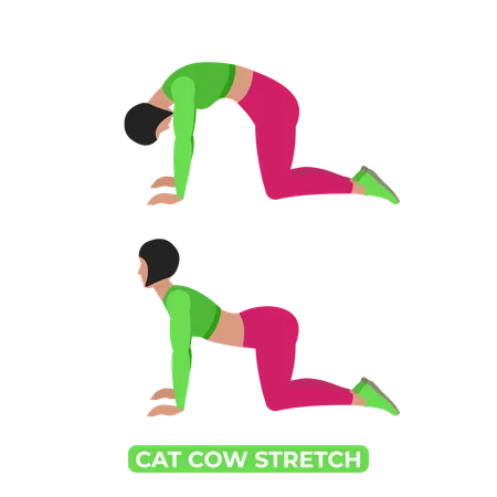 Woman Doing Cat and Cow Stretch  Illustration
