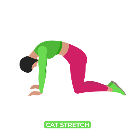 Woman Doing Cat Stretch. Marjariasana  Illustration