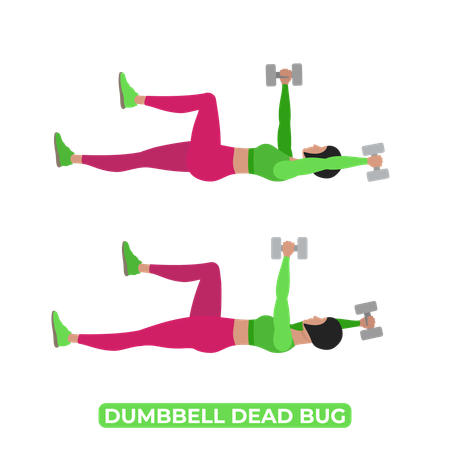 Woman Doing Dumbbell Dead Bug  Illustration