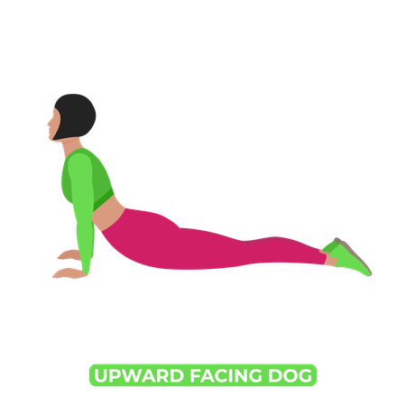 Woman Doing Upward Facing Dog Stretch  Illustration
