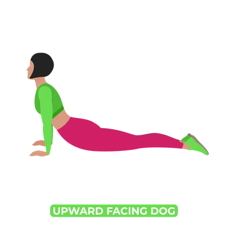 Woman Doing Upward Facing Dog Stretch  Illustration