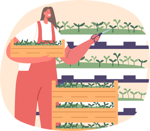 Woman Farmer Carefully Tends To Shelves Of Vibrant Microgreens  Illustration