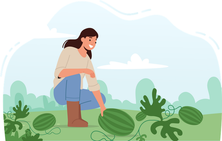 Woman Farmer collecting Watermelon  Illustration