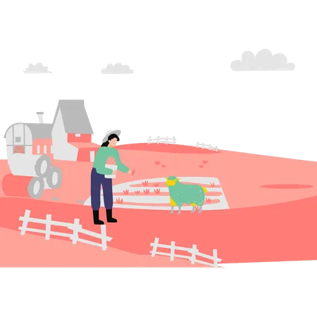 Woman farmer feeding sheep  Illustration