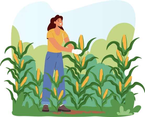 Woman Farmer in Gloves Harvesting Corn on Field Illustration