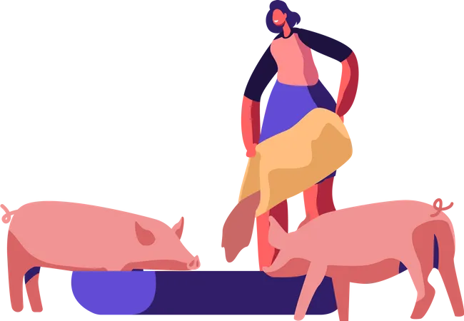 Woman Feeding Pigs Putting Grain in Trough  Illustration