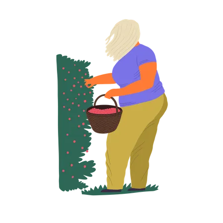 Woman gathering berries in bucket  Illustration