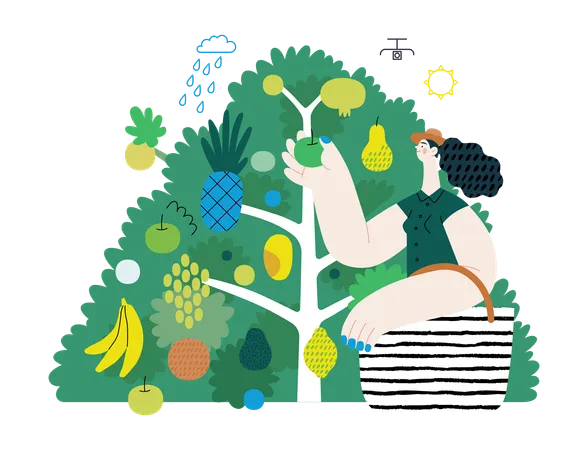 Woman gathering fruit from fruit tree  Illustration