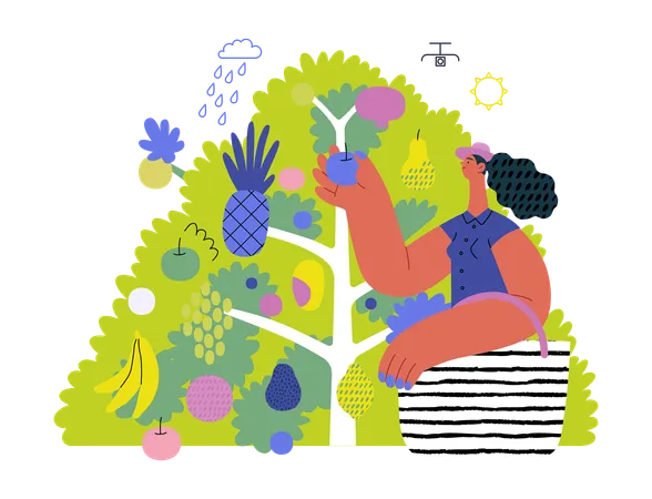 Woman gathering fruit from fruit tree  Illustration