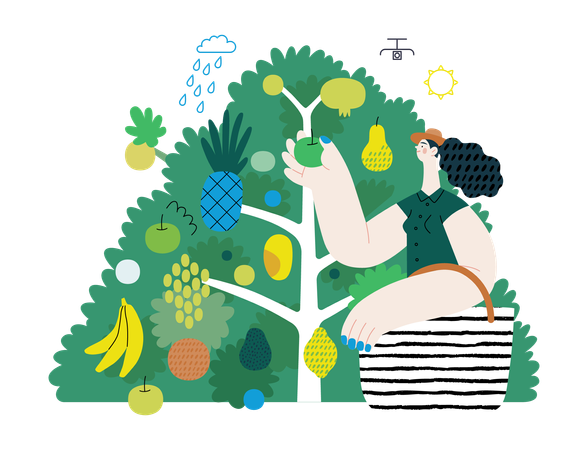 Woman gathering fruit from fruit tree  Illustration