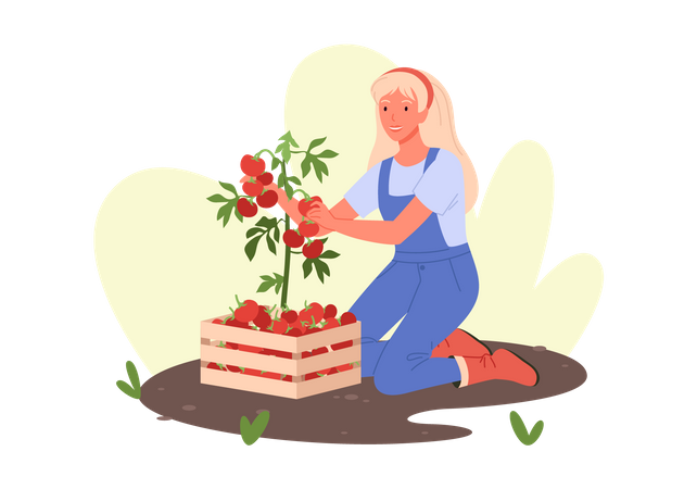 Woman Harvest Vegetable  Illustration