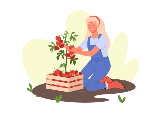 Woman Harvest Vegetable  일러스트레이션