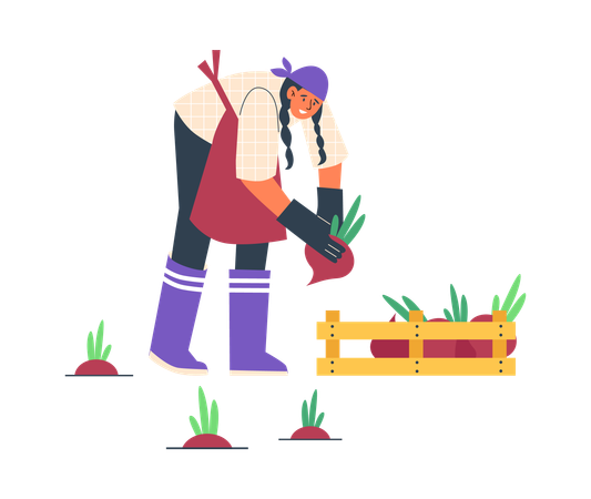 Woman harvesting beetroots  Illustration