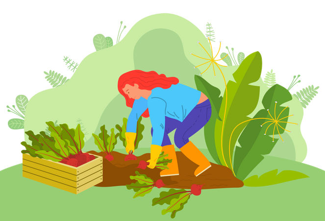 Woman harvesting root beet Illustration