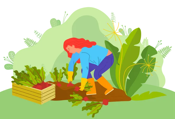 Woman harvesting root beet Illustration