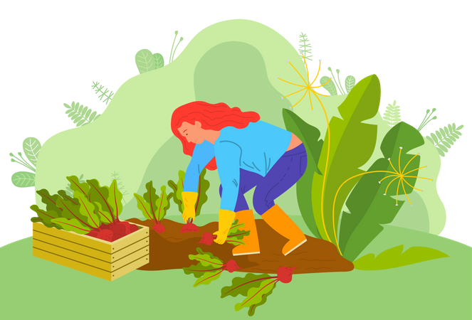 Woman harvesting root beet  Illustration