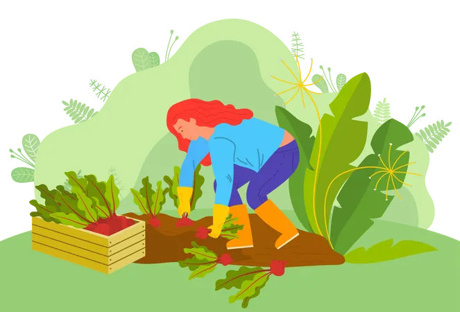 Woman harvesting root beet  Illustration