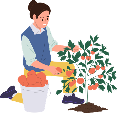 Woman is harvesting tomatoes for production of tomato ketchup  Illustration