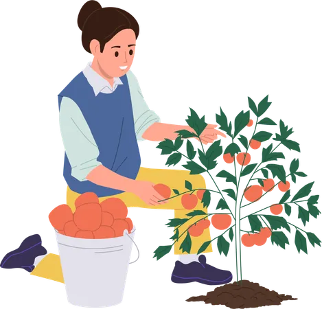 Isolated Happy Young Woman Farmer Cartoon Character Harvesting Ripe Tomato Picking Vegetable And Putting Into Basket On Ranch Farm For Ketchup Production Vector Illustration On White Background イラスト