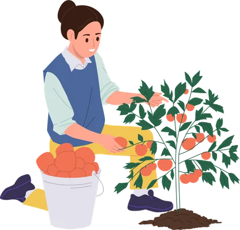 Woman is harvesting tomatoes for production of tomato ketchup  Illustration