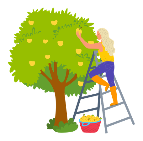 Woman is plucking fruit from tree  Illustration