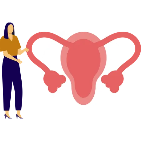 Woman is pointing human uterus  Illustration