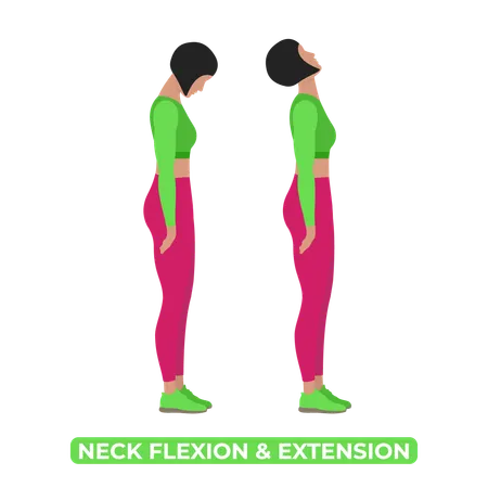 Forward And Back Bend Flexion And Extension An Educational Illustration On A White Background Illustration