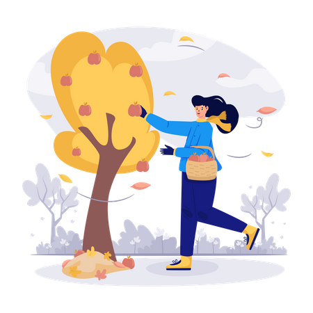 Woman Picking Apples In Fall Season Illustration