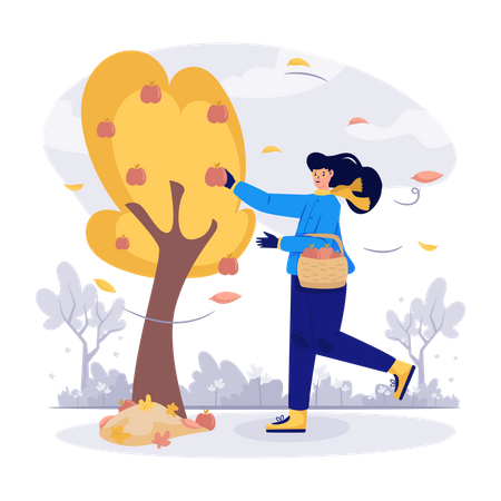 Woman Picking Apples In Fall Season  Illustration