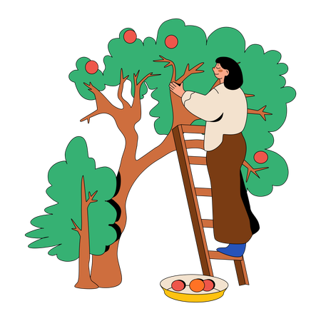 Woman Picking Apples In The Orchard  Illustration