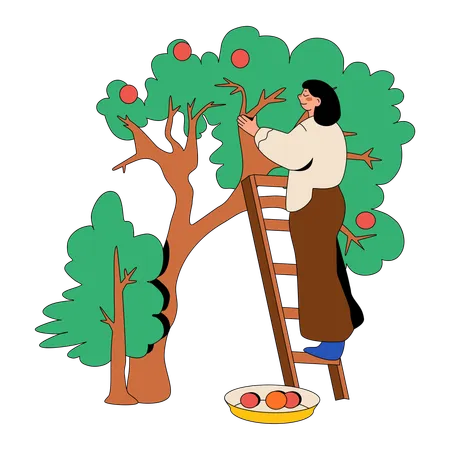 Woman Picking Apples In The Orchard  Illustration