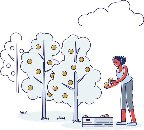 Woman Picking Oranges  Illustration