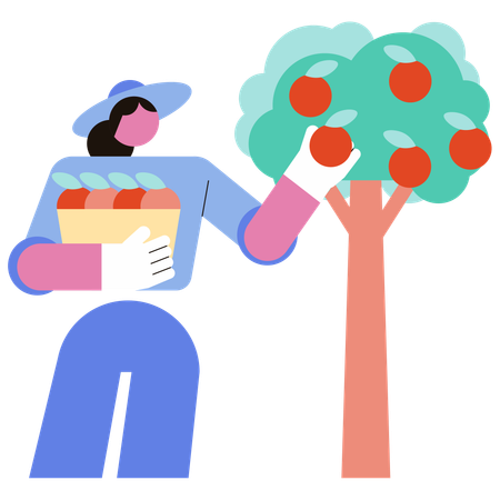 Woman picks fruit from tree  Illustration