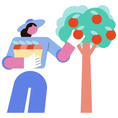 Woman picks fruit from tree  Illustration