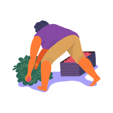 Woman putting berries in box  Illustration