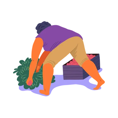 Woman putting berries in box  Illustration