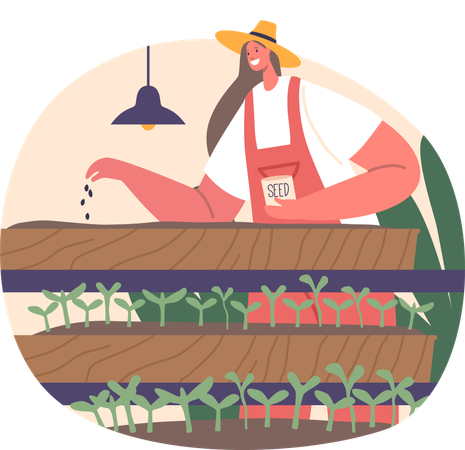 Woman Tending To Vibrant Microgreens On Orderly Shelves  イラスト