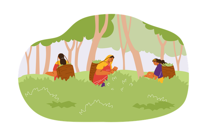 Women in traditional clothes picking tea leaves on plantation  Illustration