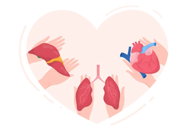 World Organ Donation Day With Kidneys Heart Lungs Eyes Or Liver For Transplantation Saving Lives And Health Care In Flat Cartoon Illustration Illustration