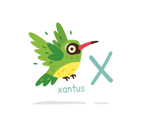 Xantus  Illustration