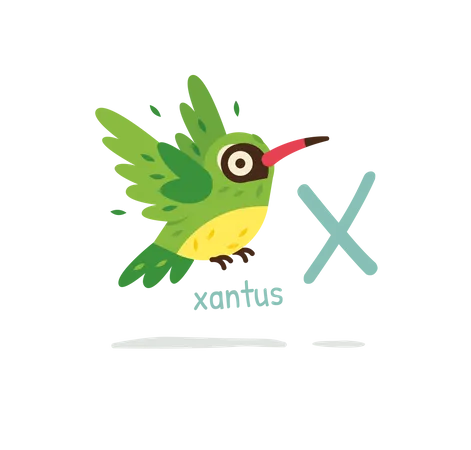 Xantus  Illustration