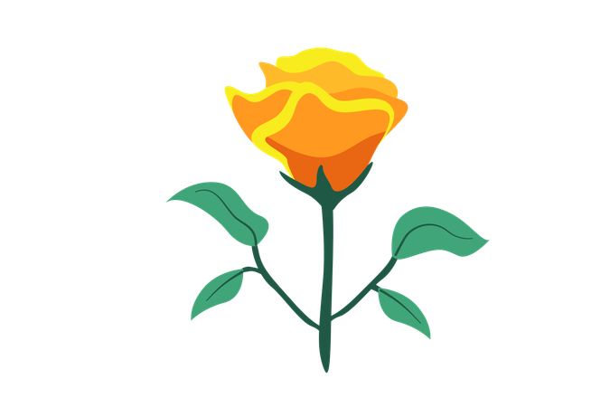 Yellow Rose Flower  Illustration