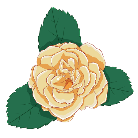 Yellow rose with green leaves  Illustration