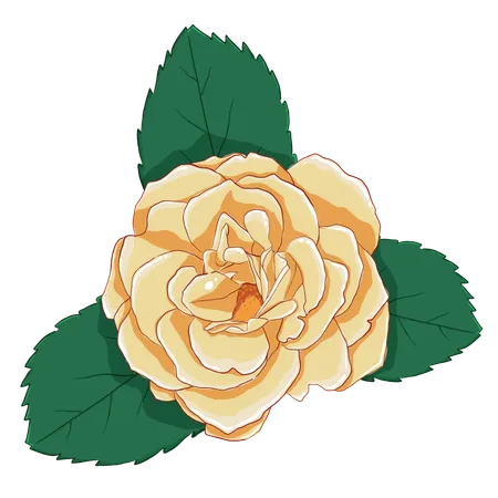 Yellow rose with green leaves  Illustration